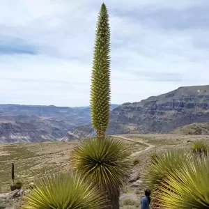 Paquete Turístico Escolar: Huaraz 4D/3N 2024