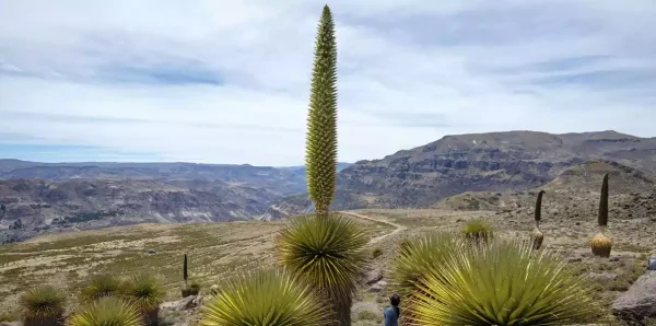 Paquete Turístico Escolar: Huaraz 4D/3N 2024